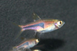 Rasbora Hengeli